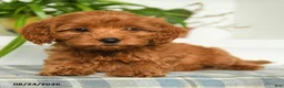 Mini Goldendoodle dogs for sale: Tori - Ad 5