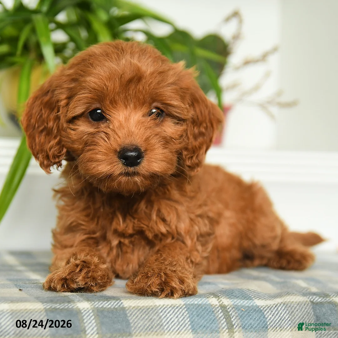 Mini Goldendoodle dogs for sale: Tori - Ad 5