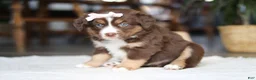 Australian Shepherd dogs for sale: Tulip - Ad 3