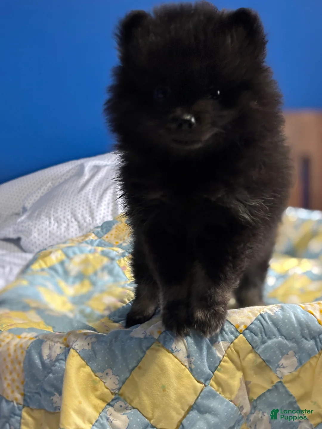 Pomeranian dogs for sale: Pomeranian Puppy 3 - Ad 2