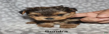 Sondra