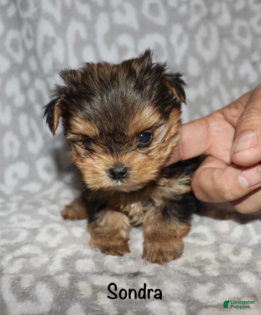 Yorkshire Terrier dogs for sale: Sondra - Ad 1