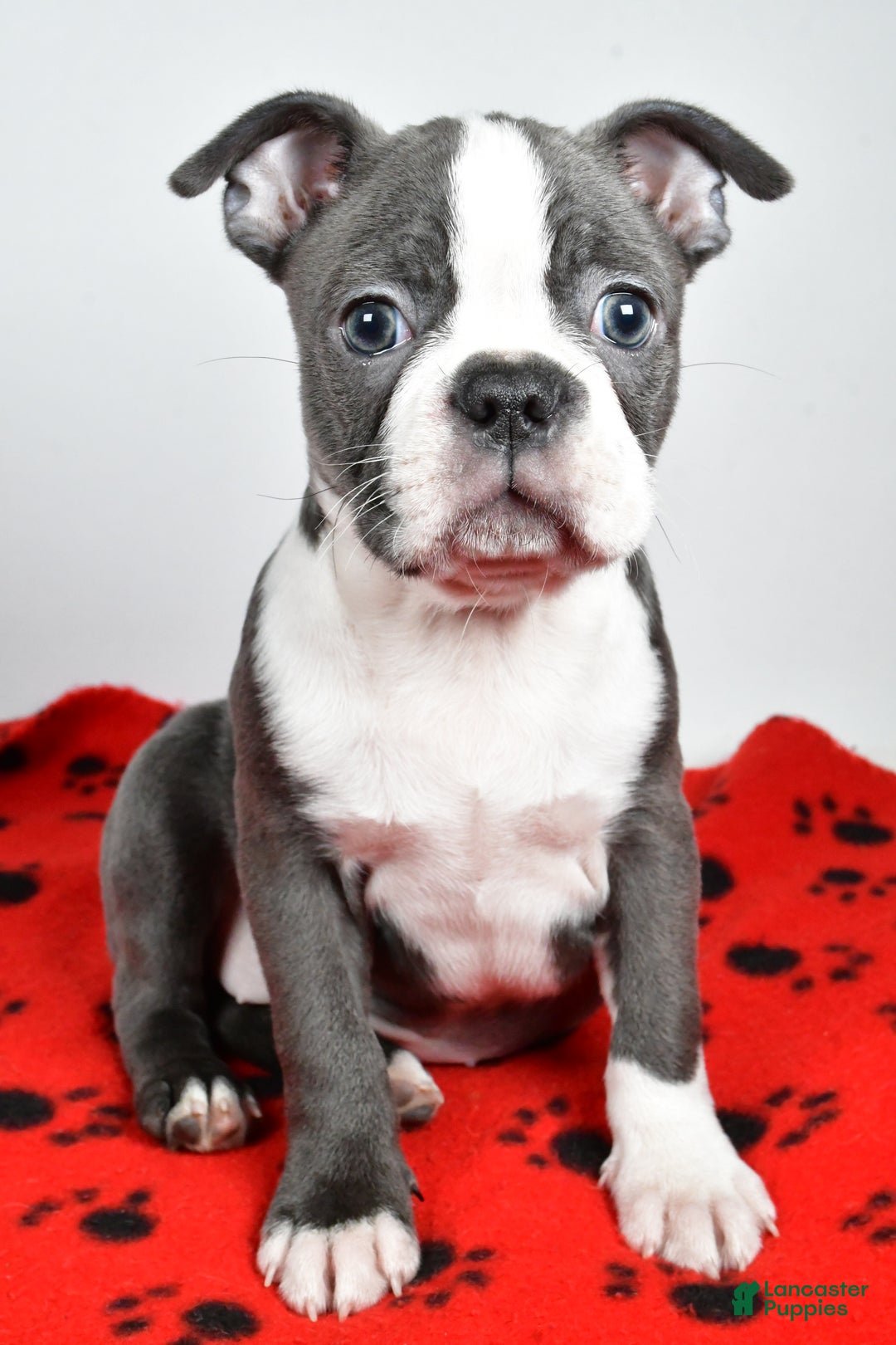 Boston Terrier dogs for sale: Tessa - Ad 2