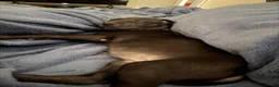 Great Dane dogs for sale: Great Dane 1 - Ad 1