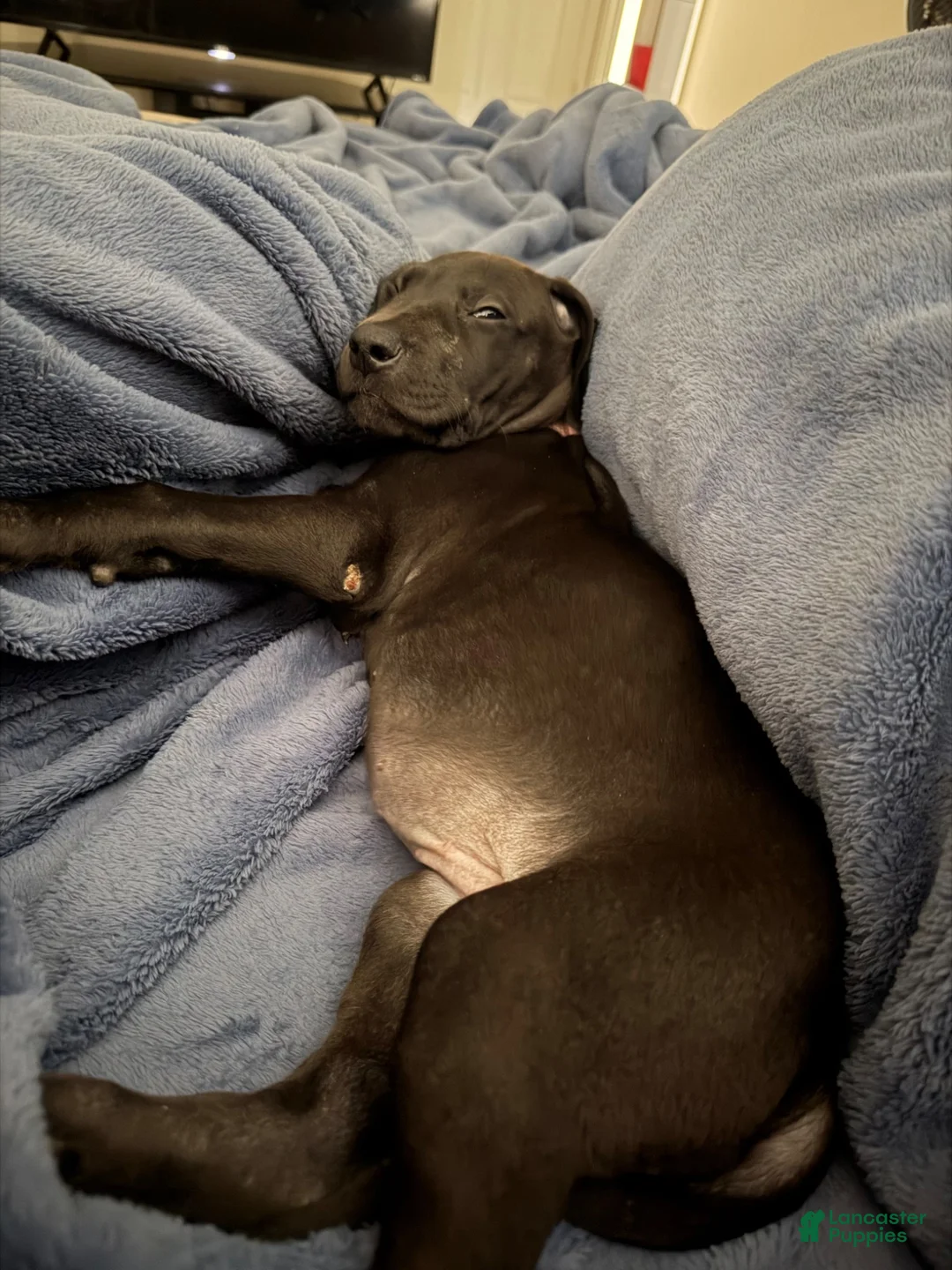 Great Dane dogs for sale: Great Dane 1 - Ad 1