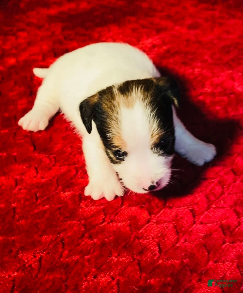 Jack Russell Terrier Teddy Roosevelt Terrier Puppies Near Me Jack