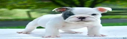 English Bulldog dogs for sale: Leo - Ad 2