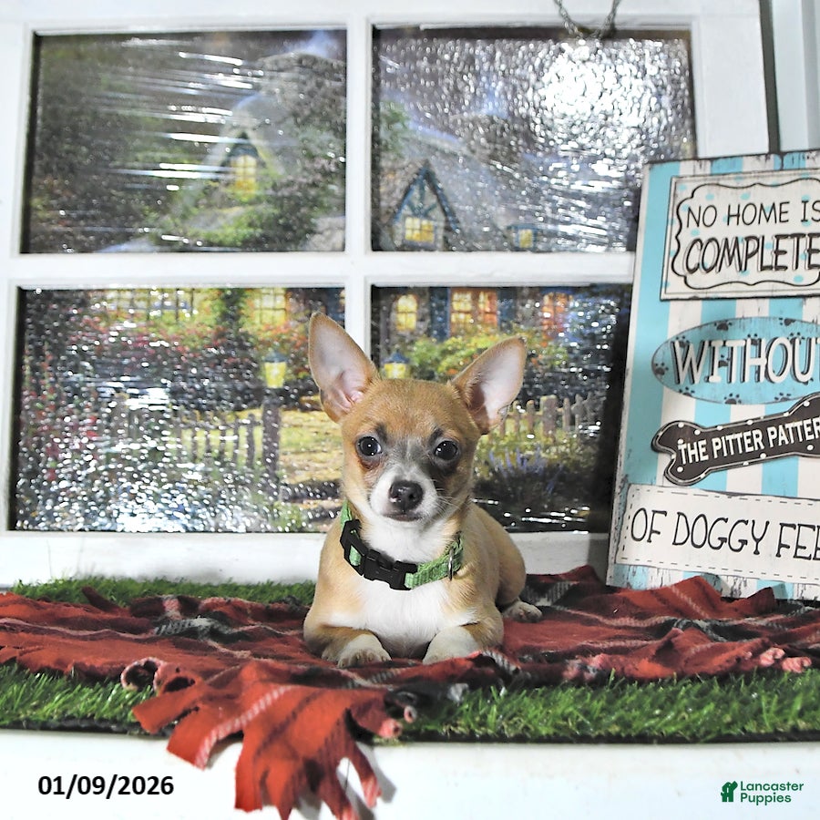 Chihuahua dogs Fritz - Ad 2