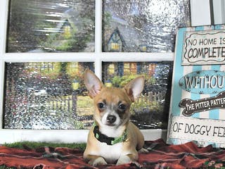 Chihuahua dogs Fritz - Ad 2