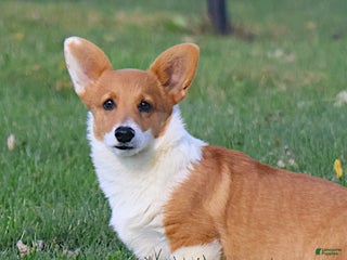 Welsh Corgi Pembroke dogs Dawson Health Tested Parents - Ad 31