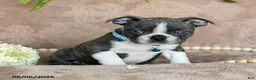 Boston Terrier dogs for sale: Rocky - Ad 1