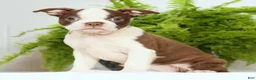 Boston Terrier dogs for sale: Misty - Ad 4