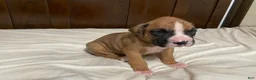 Boxer dogs for sale: Milo - Ad 7
