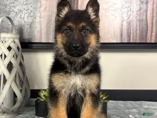 German Shepherd dogs Girl: Ava - Ad 24