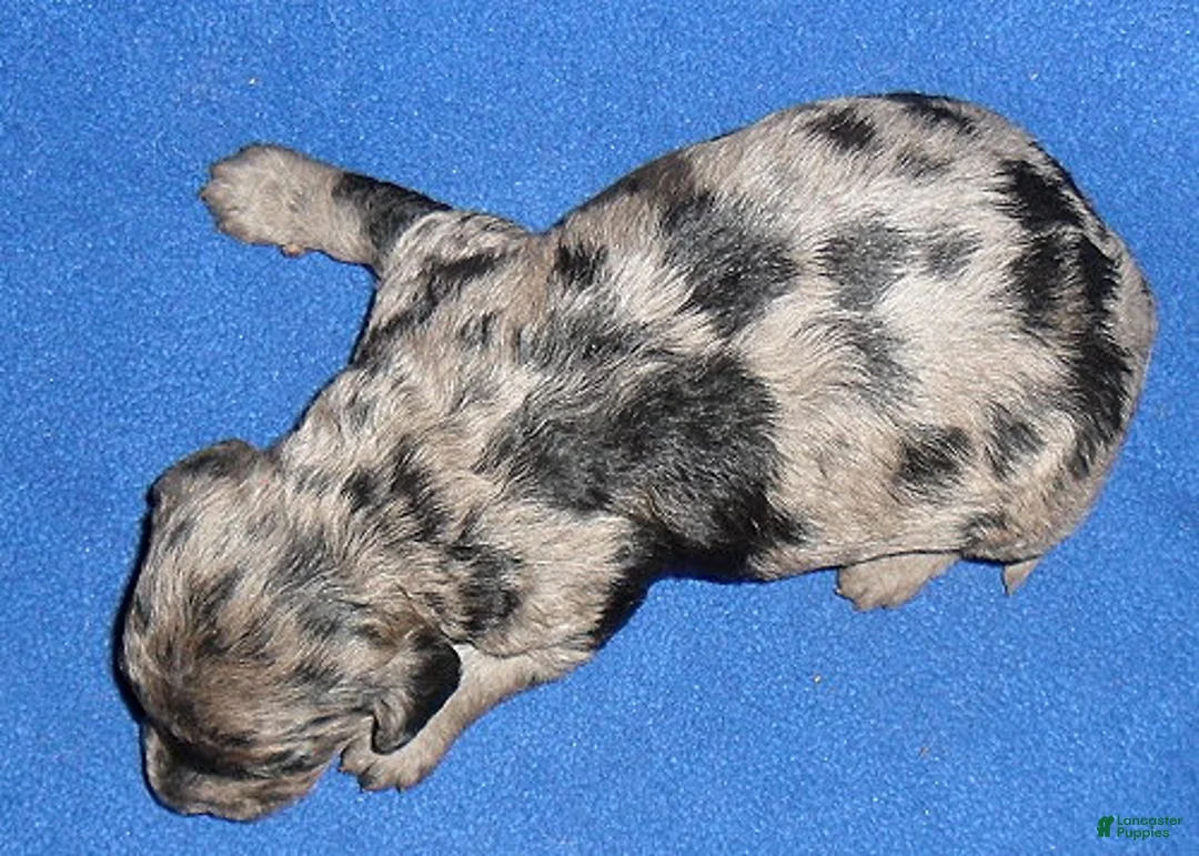 Yorkiepoo dogs for sale: Patches - Ad 3