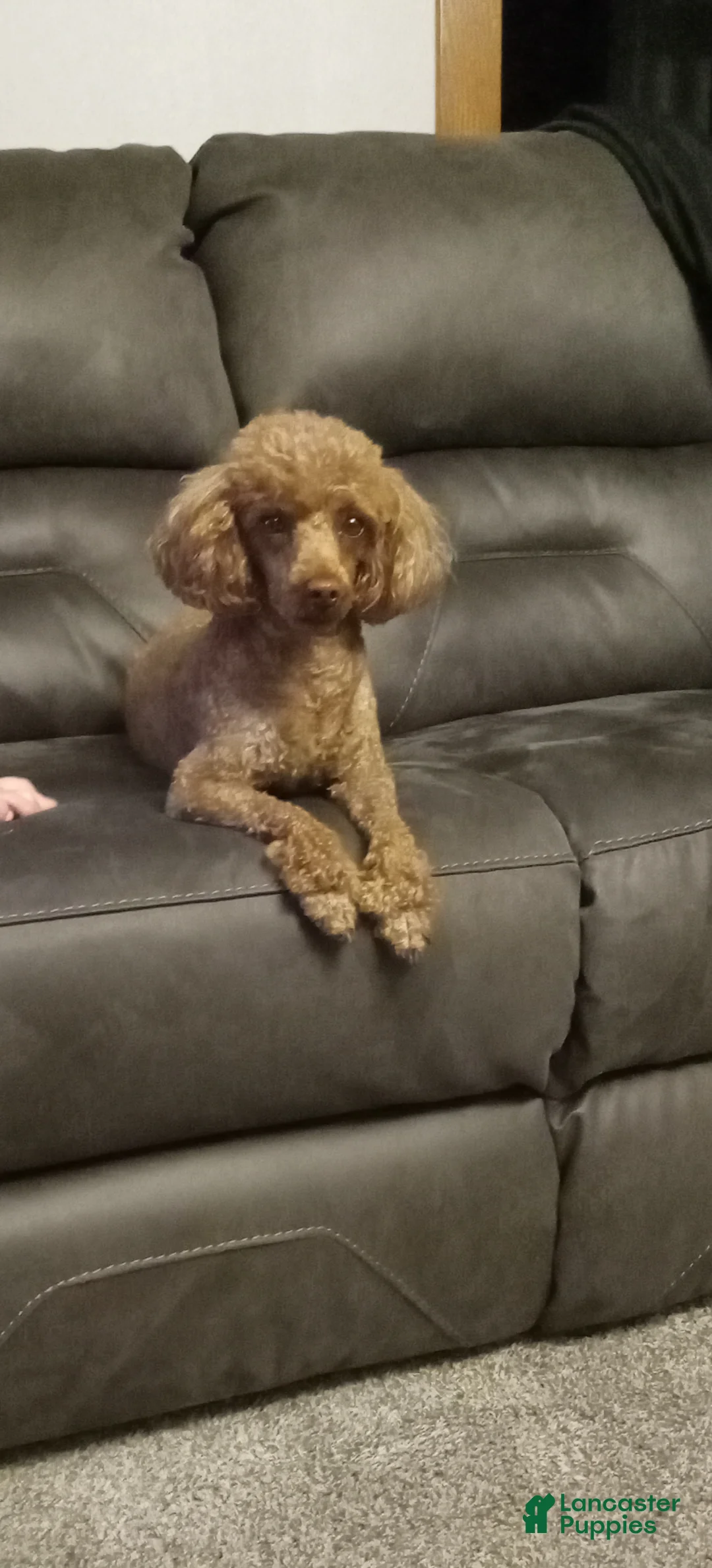 Miniature Poodle dogs for sale: Willow - Ad 5