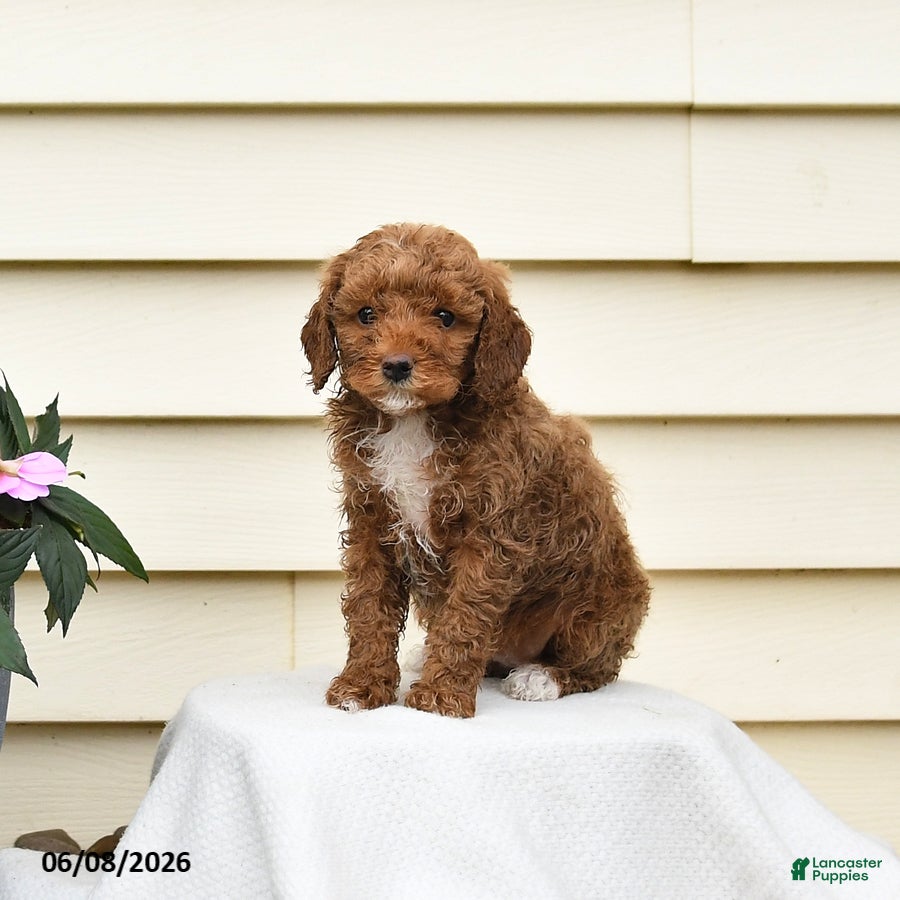 Aussiedoodle dogs Ruby - Ad 1
