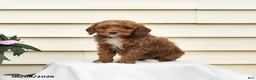 Aussiedoodle dogs for sale: Ruby - Ad 1