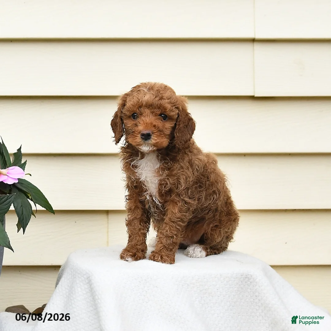 Aussiedoodle dogs for sale: Ruby - Ad 1