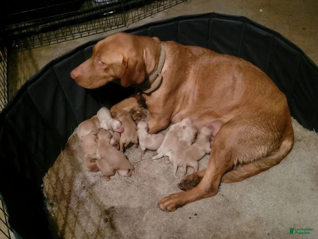 Labrador Retriever dogs for sale: TBD - Ad 2