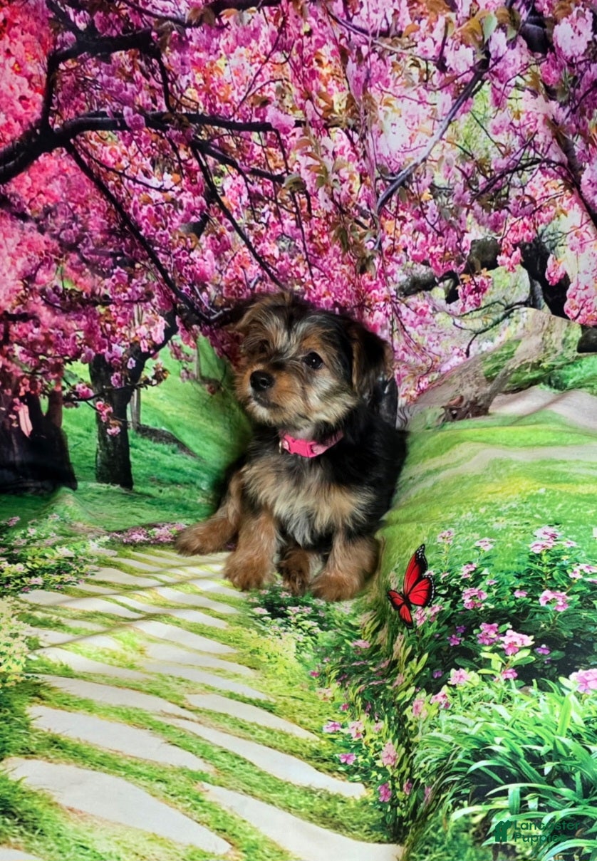 Yorkshire Terrier dogs Pink - Ad 37