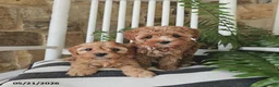 Cavapoo dogs for sale: Leo - Ad 4