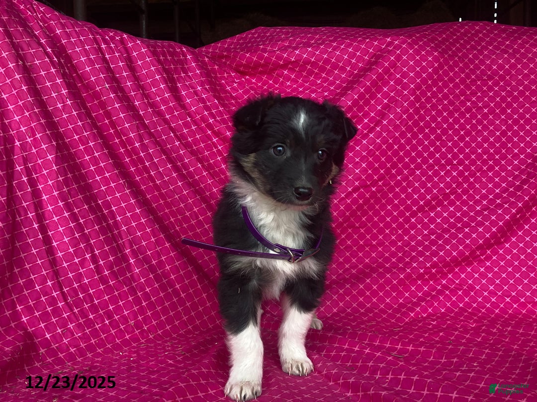 Mixed Breed dogs for sale: Gem  - Ad 1