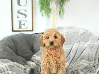 Mini Goldendoodle dogs Sweetheart - Ad 26