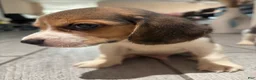 Beagle dogs for sale: Snoopy - Ad 6