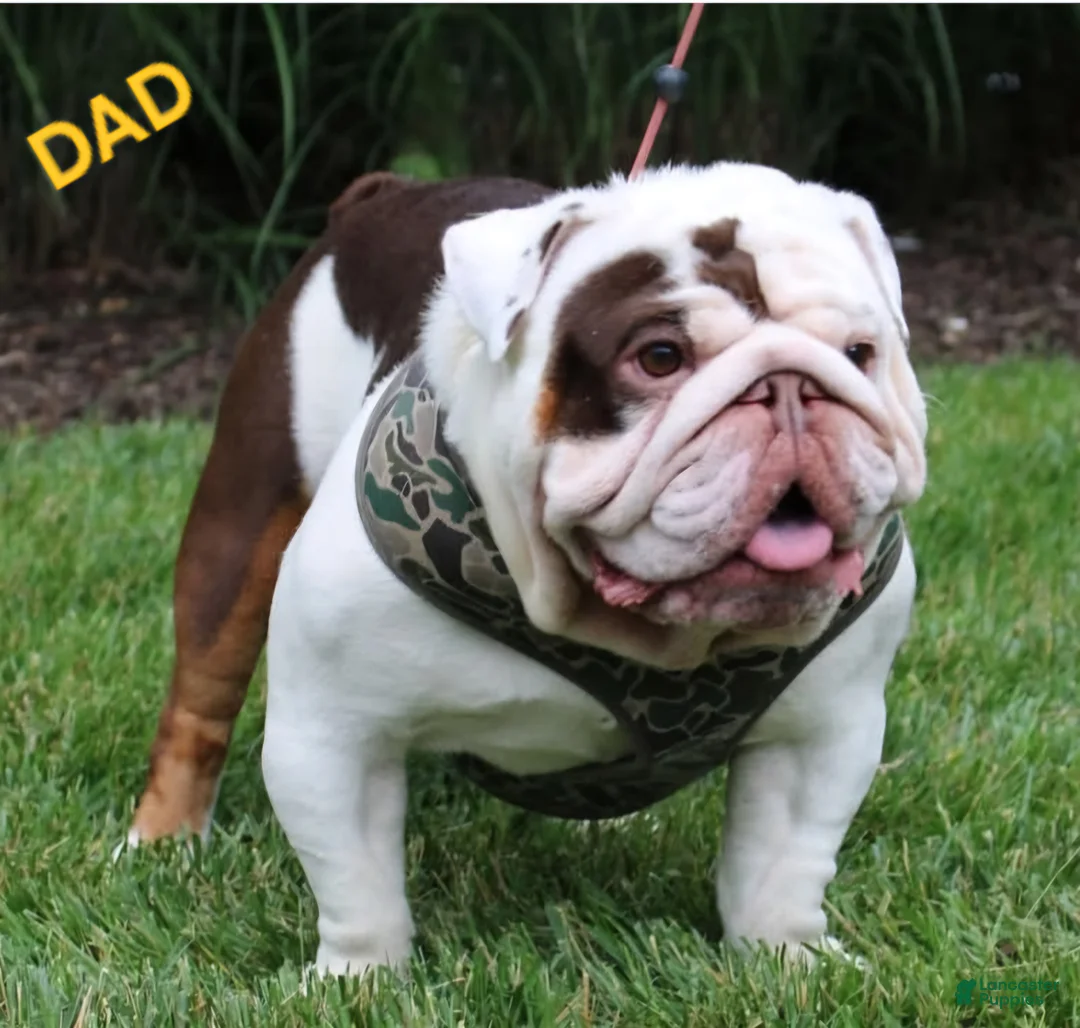 English Bulldog dogs for sale: Winter - Ad 5