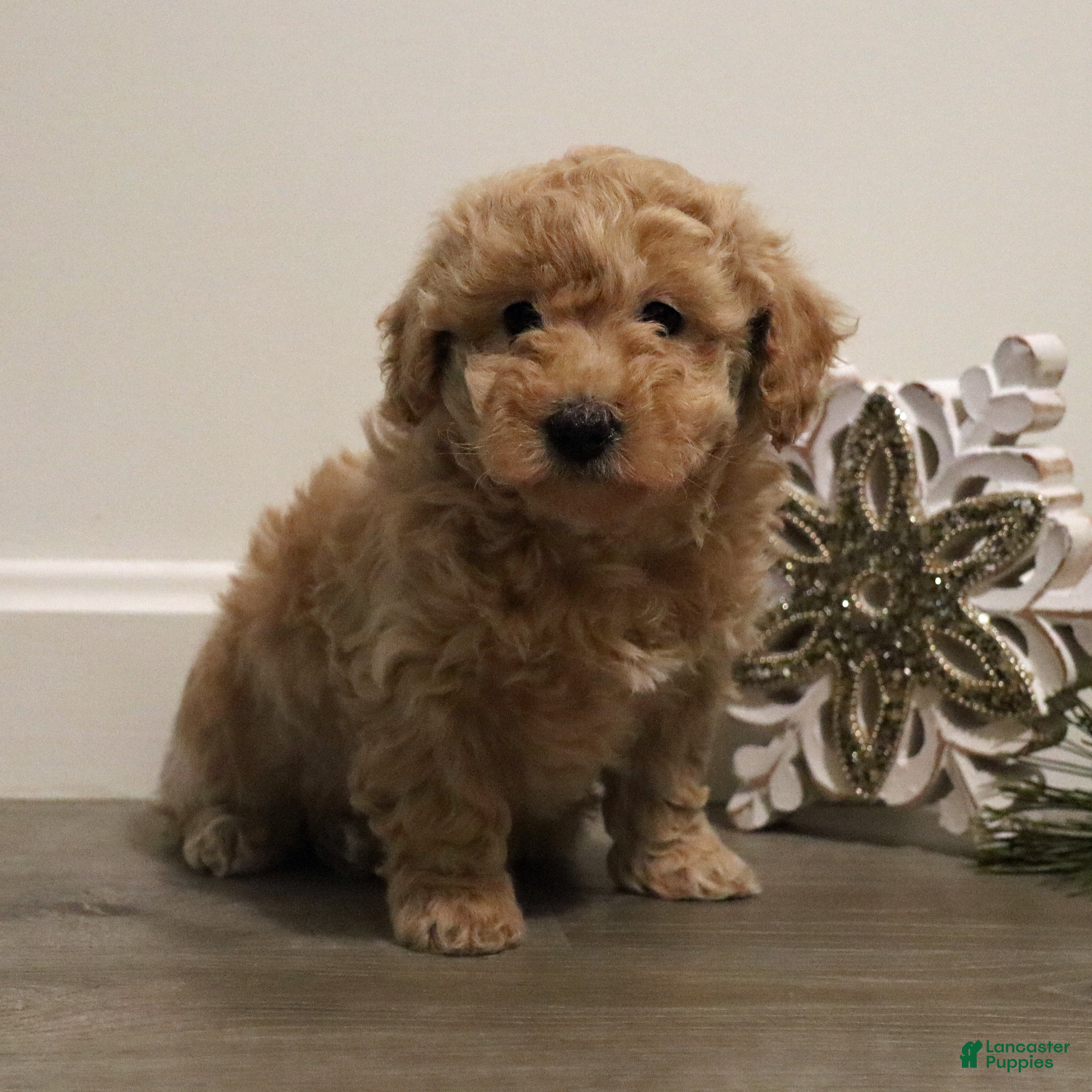 Miniature Poodle dogs for sale: Missy - Ad 1