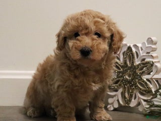 Miniature Poodle dogs for sale: Missy - Ad 1