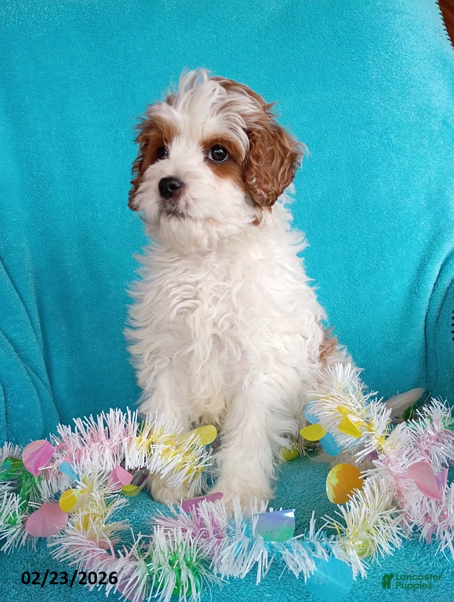 Cavapoo dogs Victor - Ad 2