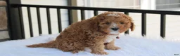 Cavapoo dogs for sale: Lenny  - Ad 7