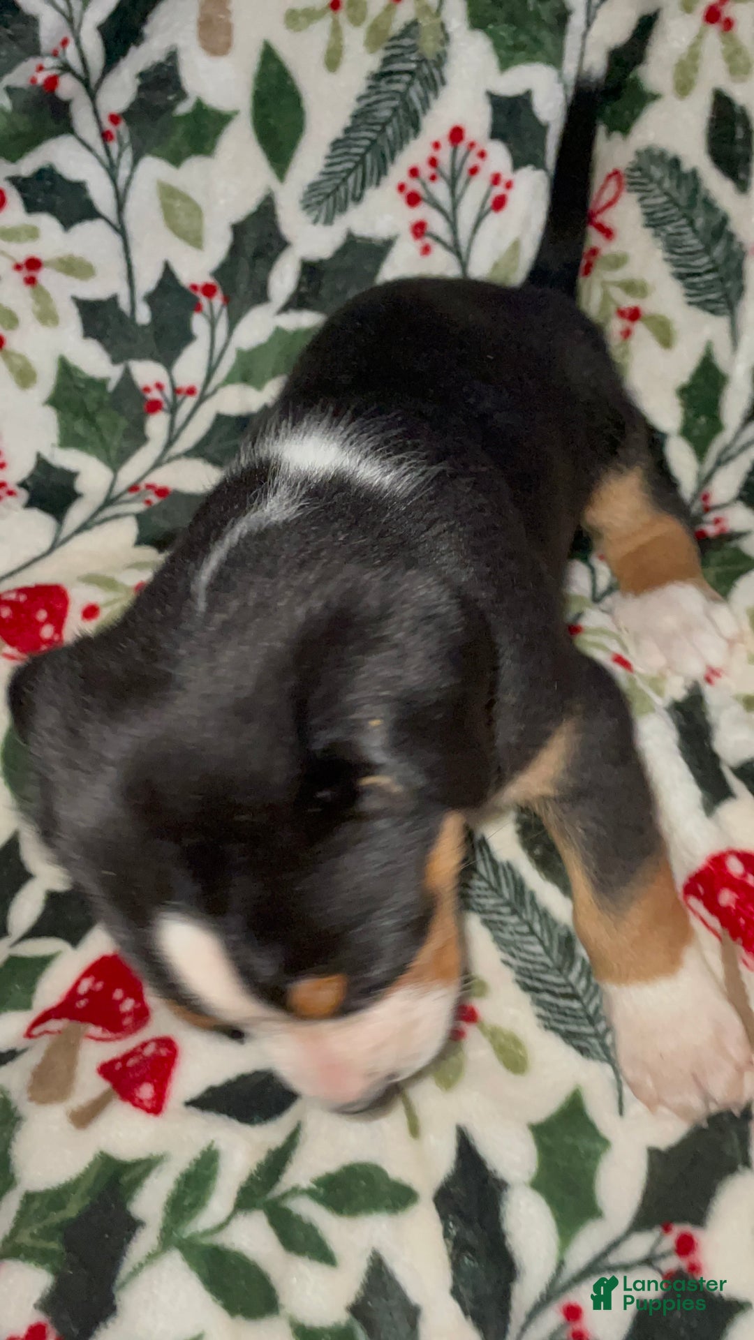 Greater Swiss Mountain Dog dogs for sale: Tinsel Town - Ad 5