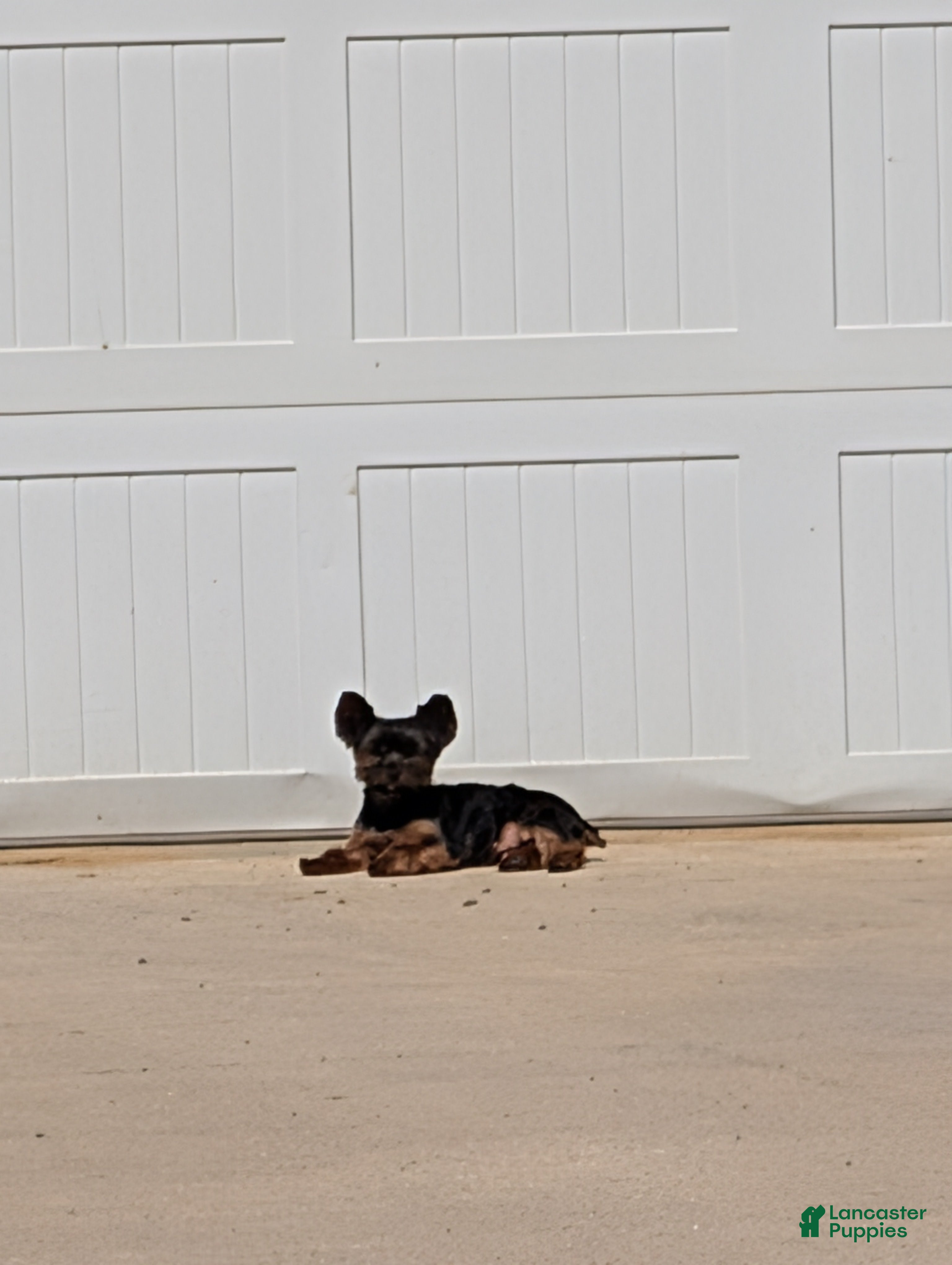 Mixed Breed dogs Mixed Breed 1 - Ad 2