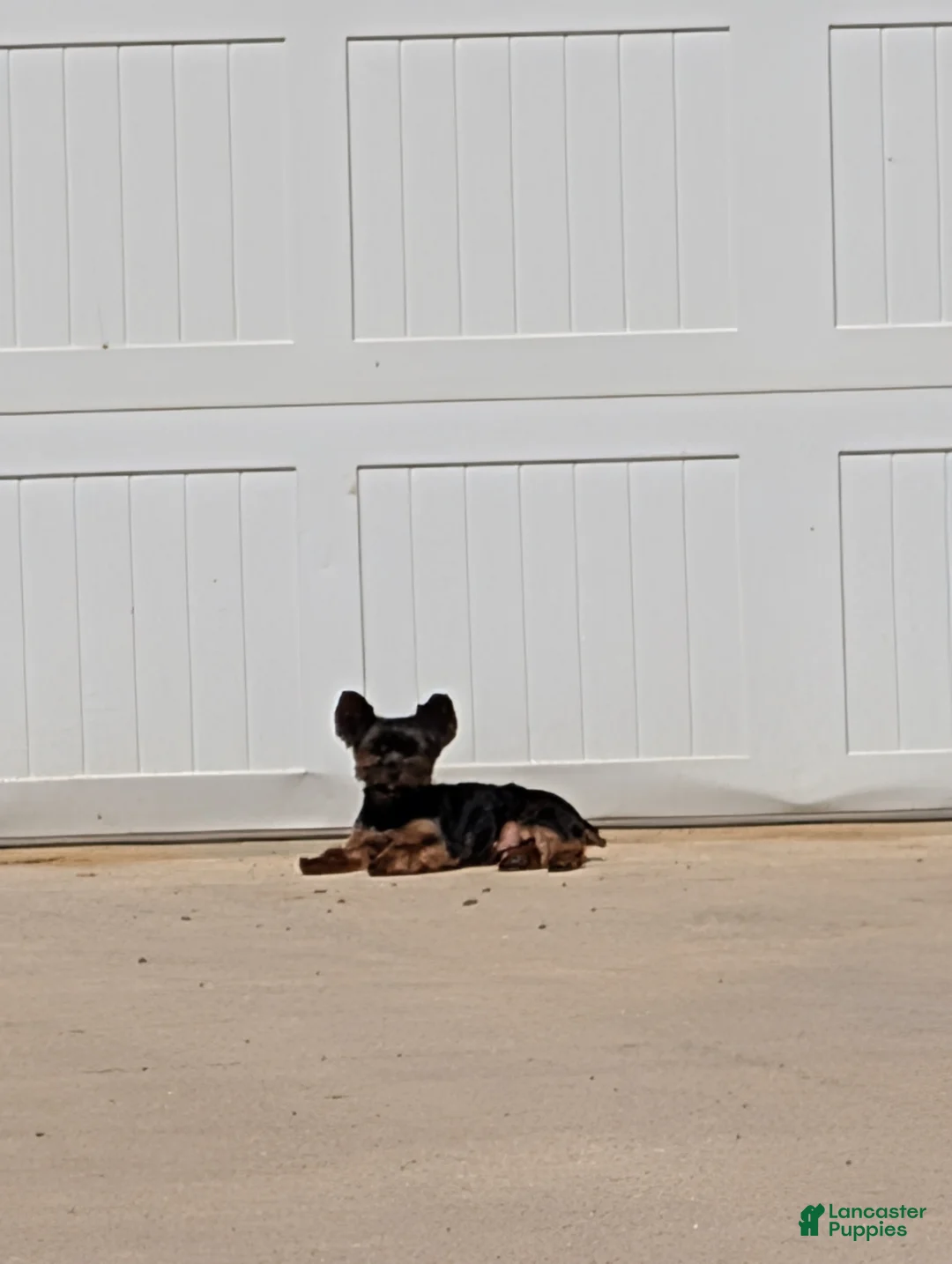 Mixed Breed dogs for sale: Mixed Breed 1 - Ad 2