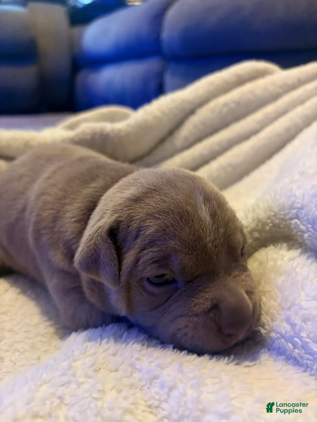 American Pit Bull Terrier dogs for sale: American Pit Bull Terrier Puppy 3 - Ad 1