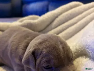 American Pit Bull Terrier dogs American Pit Bull Terrier Puppy 3 - Ad 12