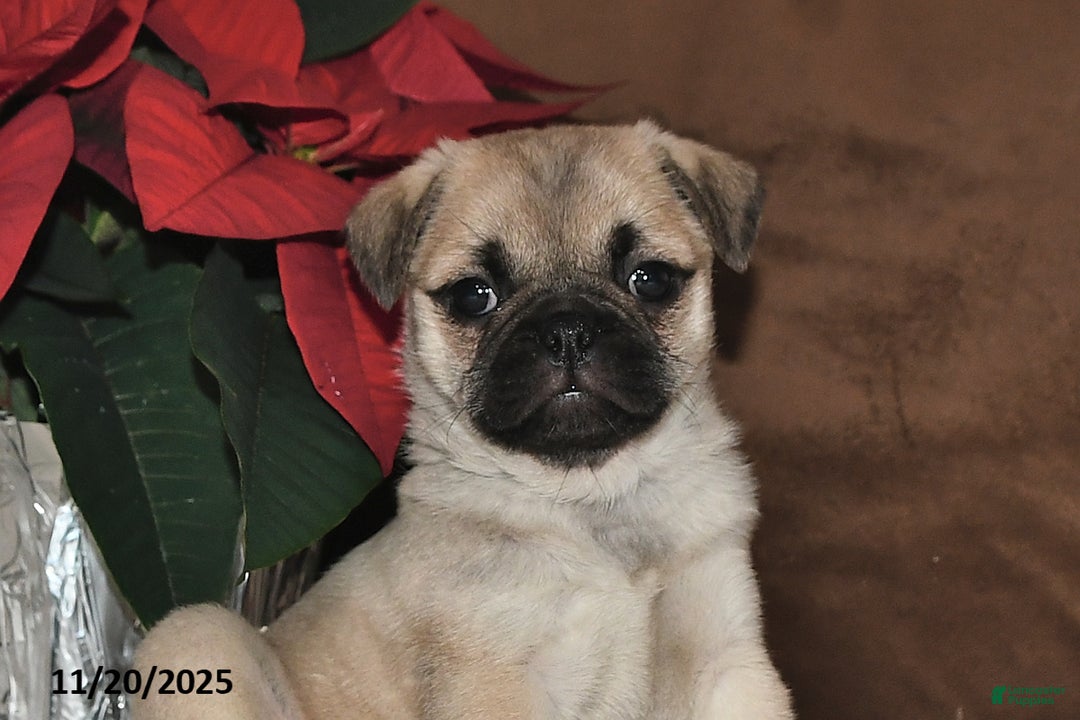 Mixed Breed dogs for sale: Snowflake - Ad 10