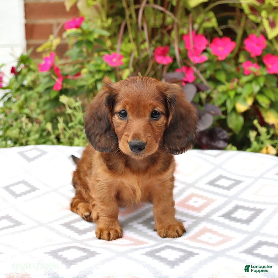 Miniature Dachshund dogs Dora - Ad 2