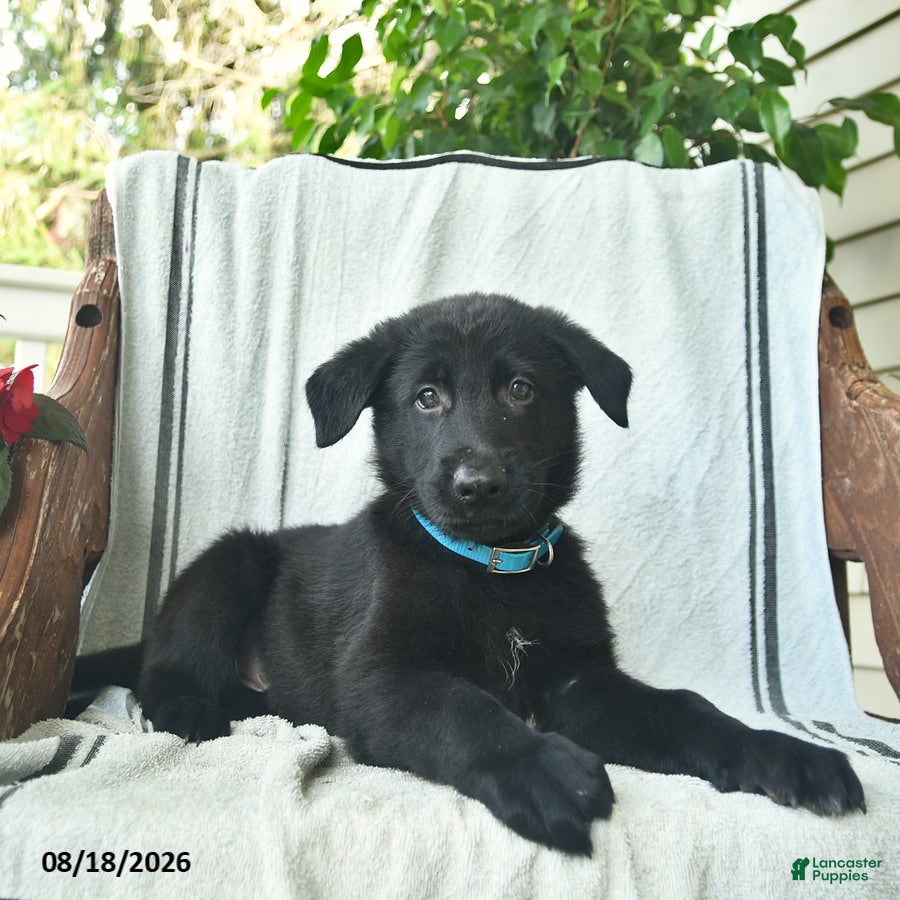 German Shepherd dogs Gibson  - Ad 1