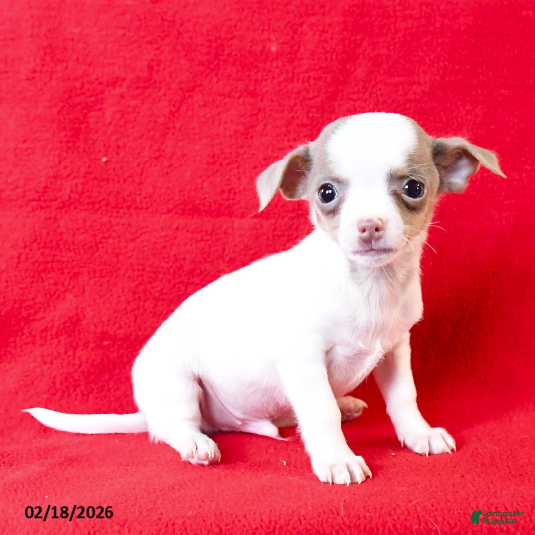 Chihuahua dogs for sale: Chico - Ad 3