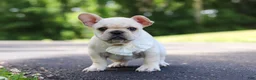 French Bulldog dogs for sale: Allie - Ad 12