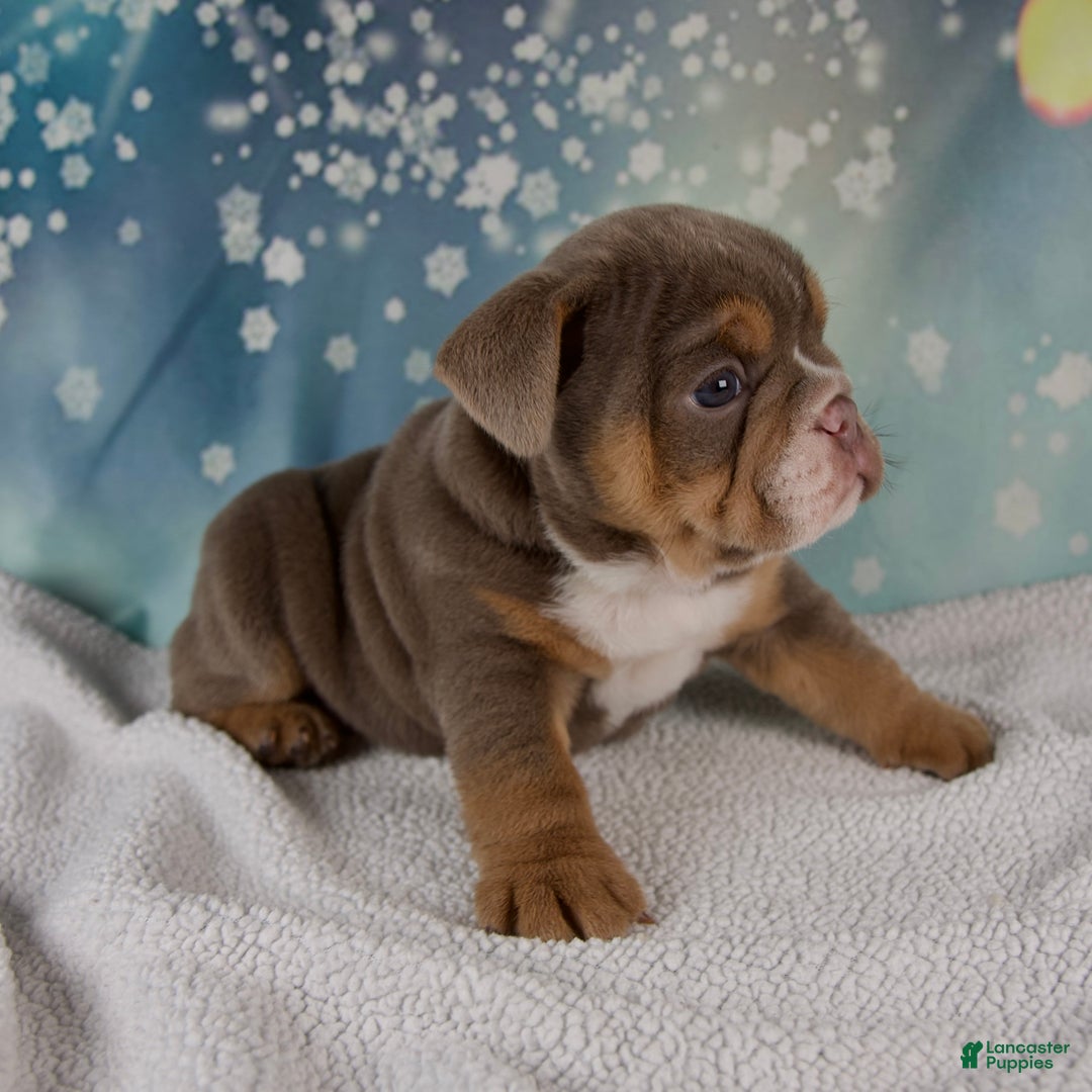 Mixed Breed dogs for sale: Flicka - Ad 9