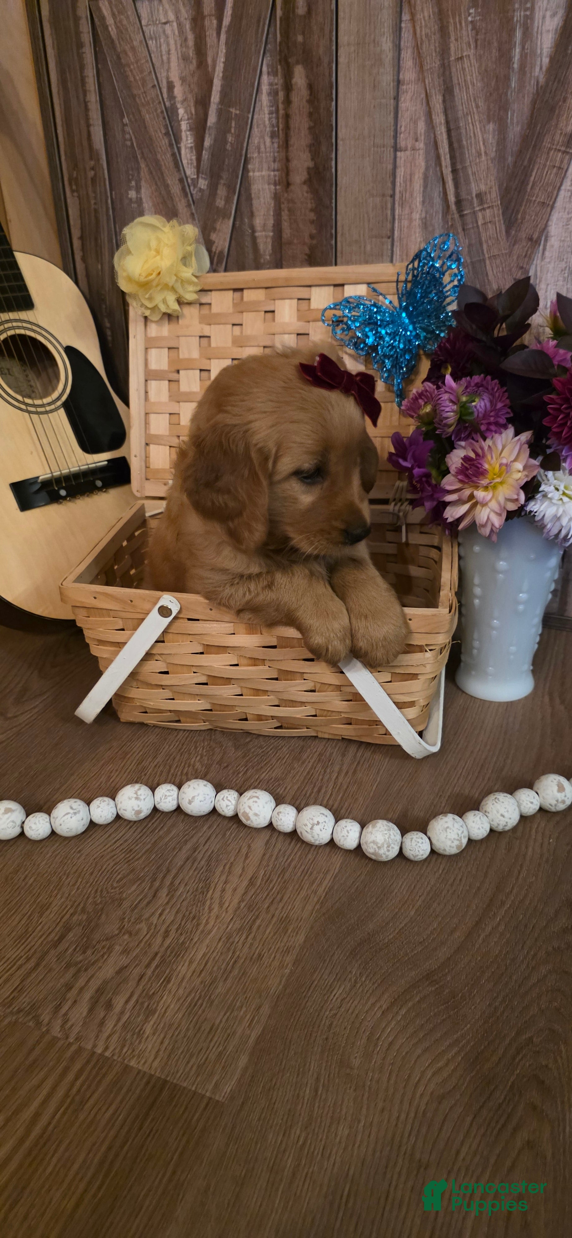 Golden Retriever dogs  Lucy - Ad 2