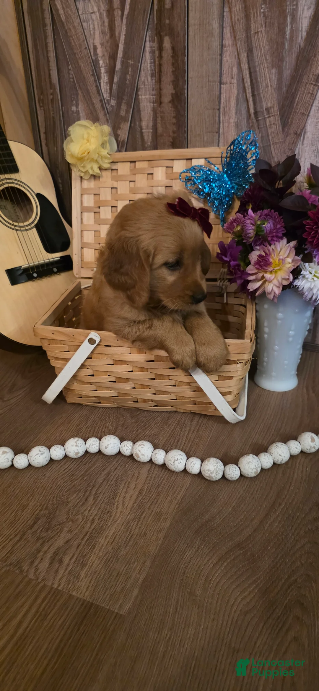 Golden Retriever dogs for sale:  Lucy - Ad 2