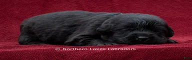 Nolan