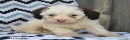 Shihpoo dogs for sale: Benton - Ad 4