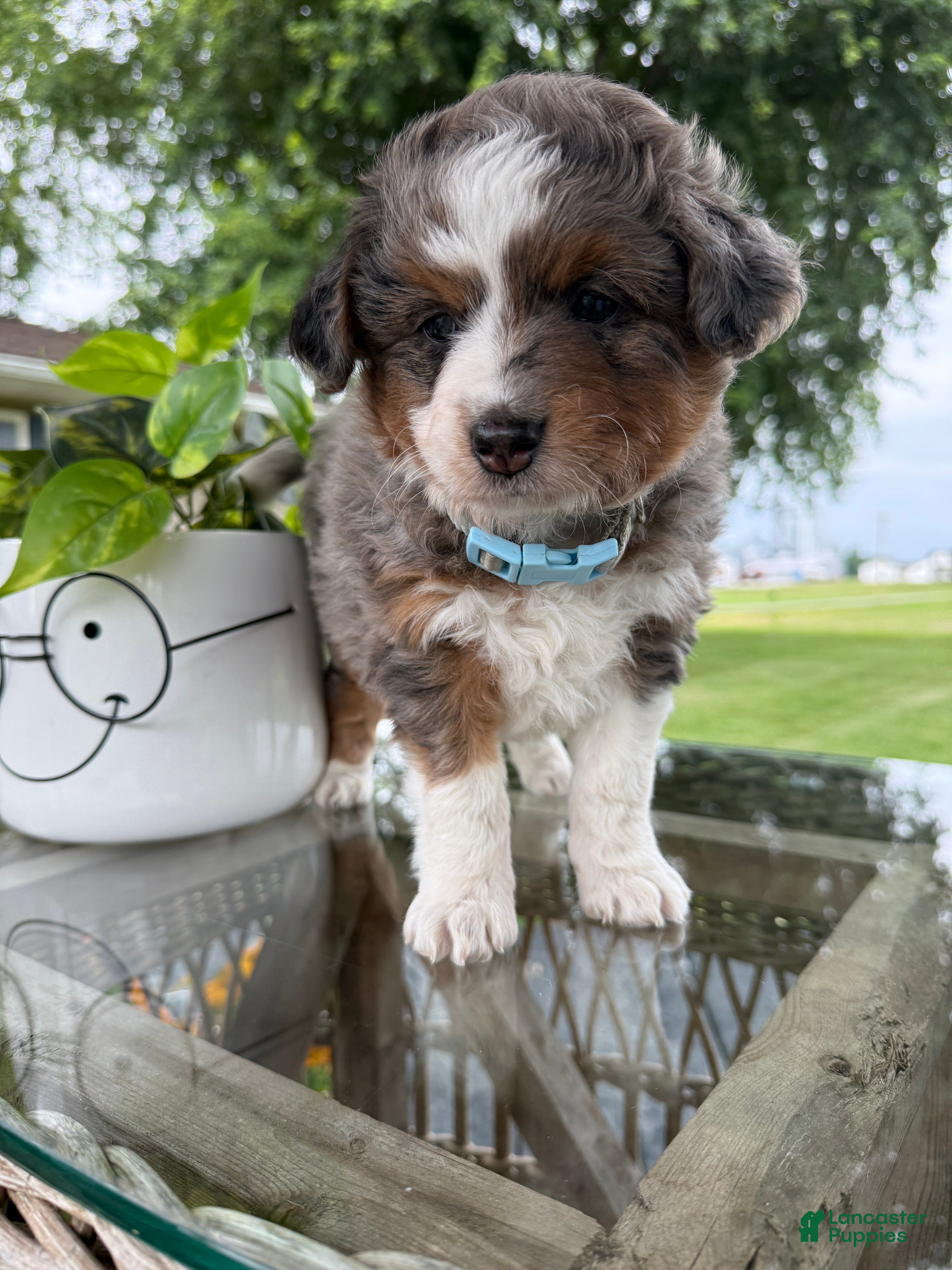 Mini Aussiedoodle dogs Clark - Ad 1
